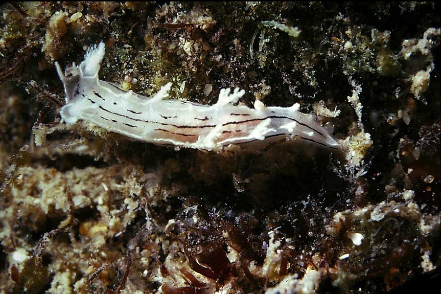 Tritonia striata